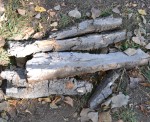 Cottonwood bark
