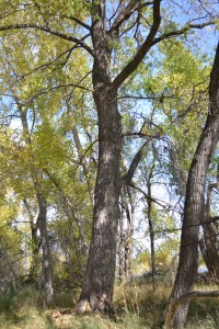 Cottonwood forest